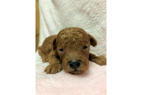 成約済の千葉県のトイプードル-115998の3枚目